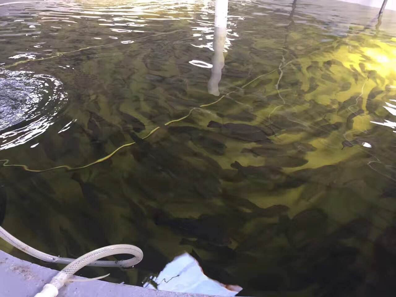 養(yǎng)殖 (2).jpg